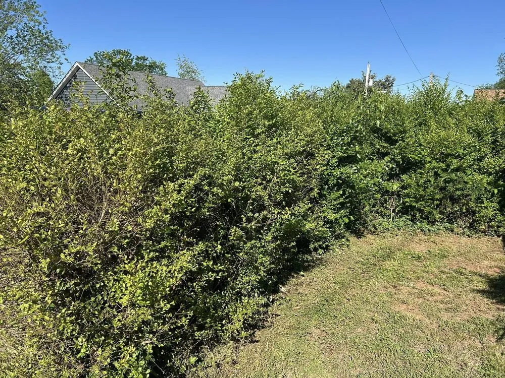 Custom yard cleanup service in Gladys, VA - Five Blessings Property Care