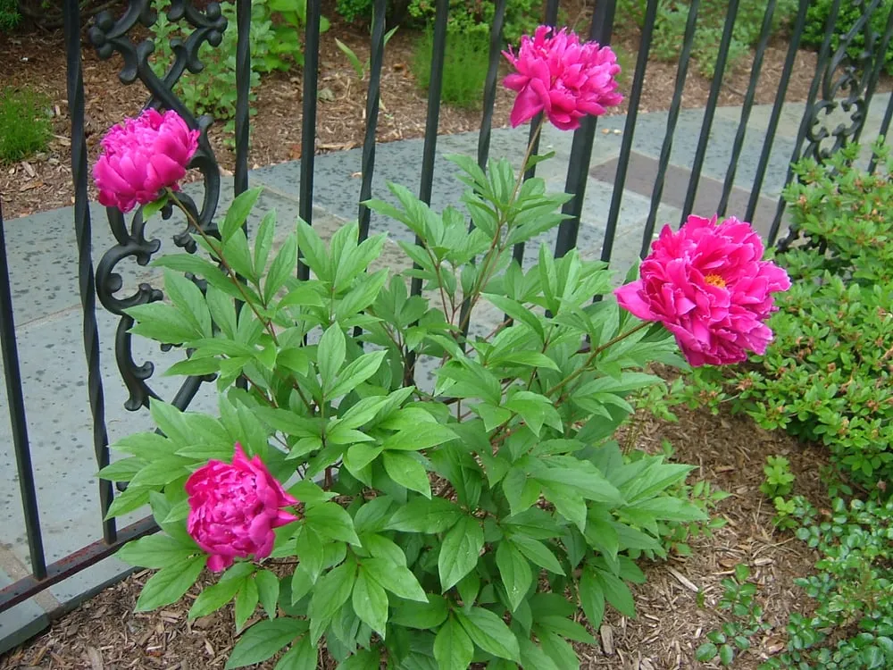 Trusted landscape installation in Yonkers, NY by Five Brothers Enterprises