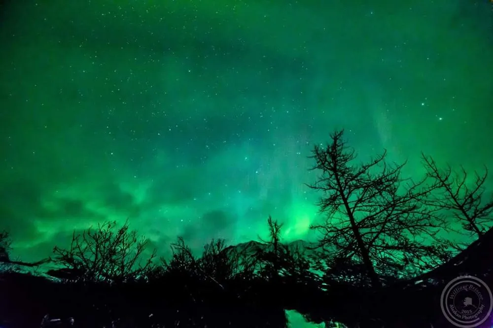 Custom yard cleanup service in Copperas Cove, TX - Five Brothers Lawn Care & Chimney Sweep