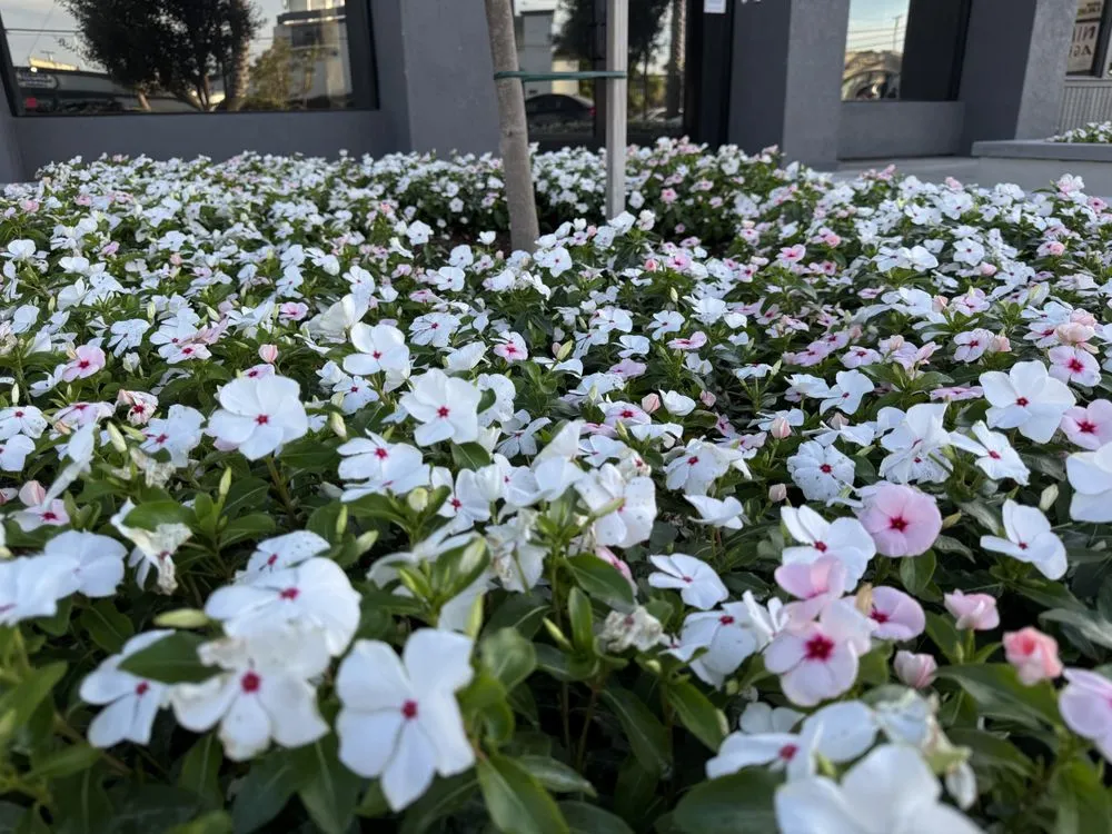 Custom residential landscaping experts serving Redondo Beach, CA - Five Diamond Landscape