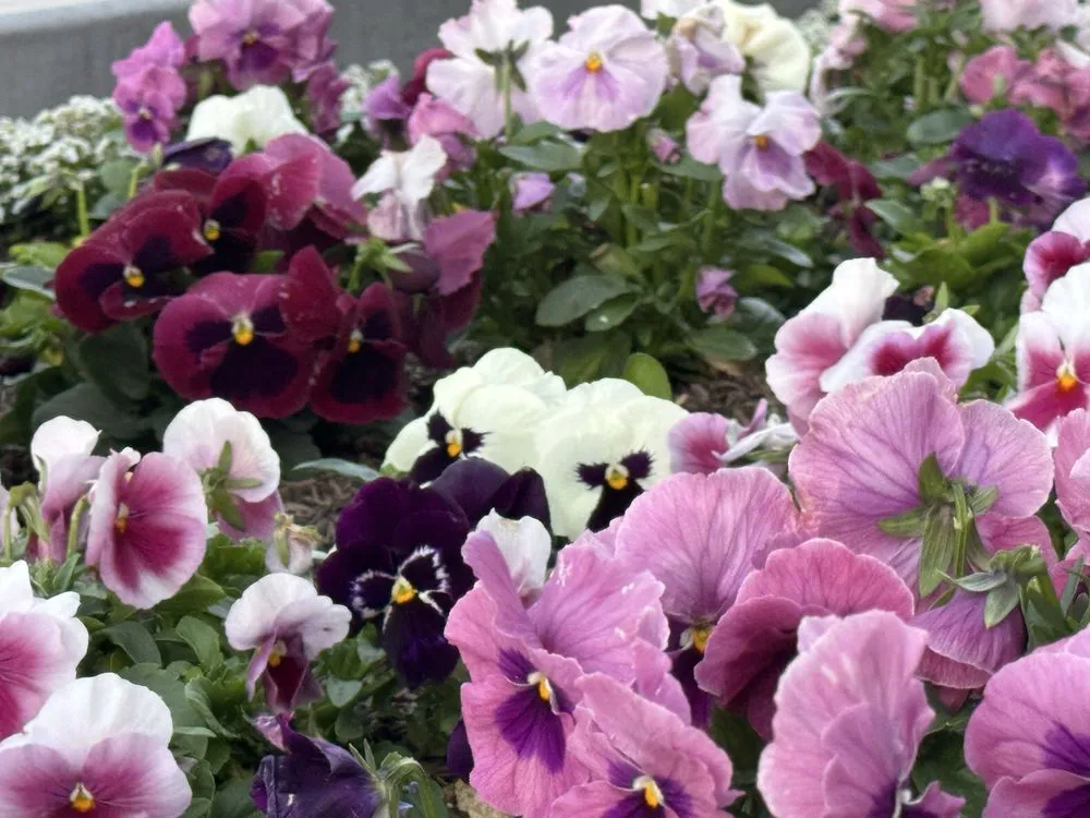 Affordable outdoor landscaping in Redondo Beach, CA by Five Diamond Landscape