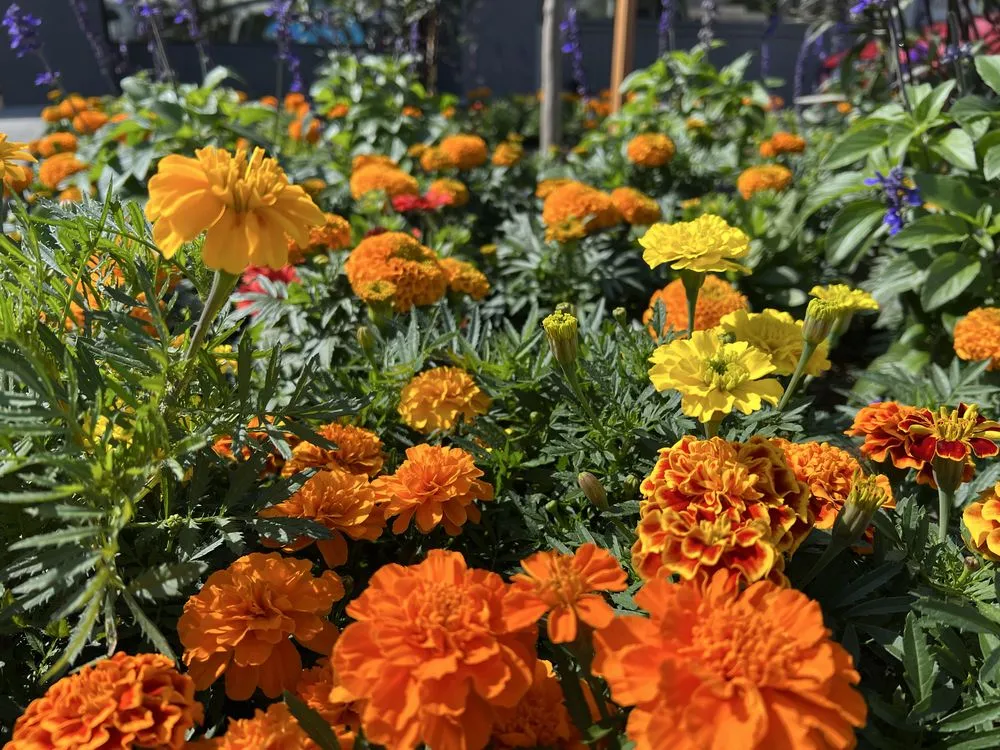 Expert landscaping services near you across Redondo Beach, CA - Five Diamond Landscape