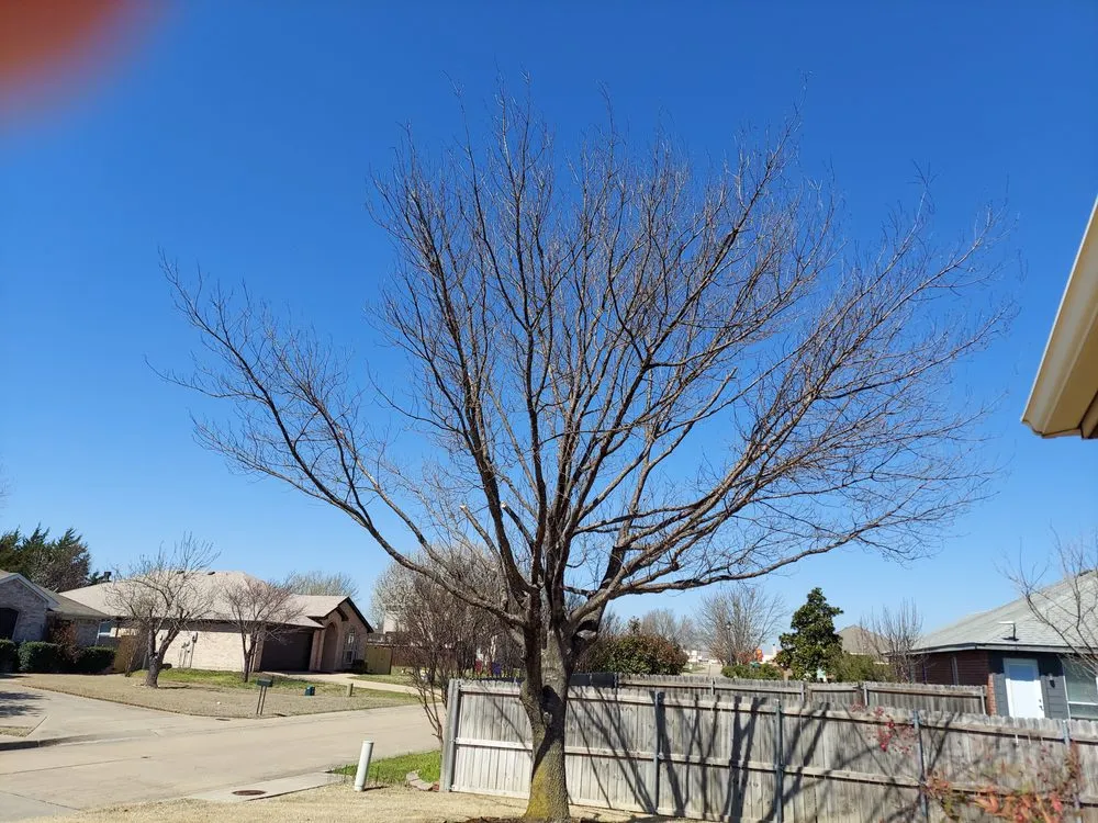 Local yard cleanup service with custom design across Rockwall, TX - Five Star Fertilizing & Weed Control