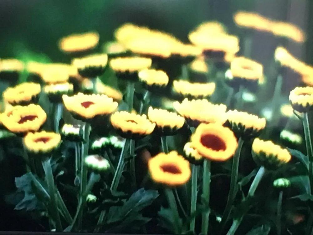 Professional garden landscaping for residential properties across Round Rock, TX - Five Star Sprinkler