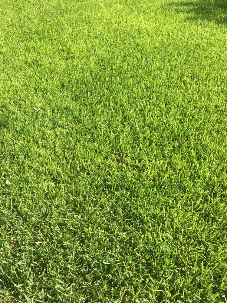 Local yard maintenance in Round Rock, TX by Five Star Sprinkler