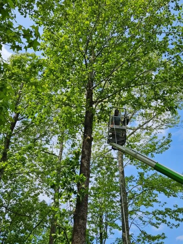 Top-rated lawn care service experts serving Fayetteville, TN - Five Star Tree Service & Land Managment