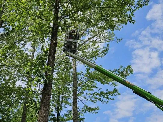 Five Star Tree Service & Land Managment Logo