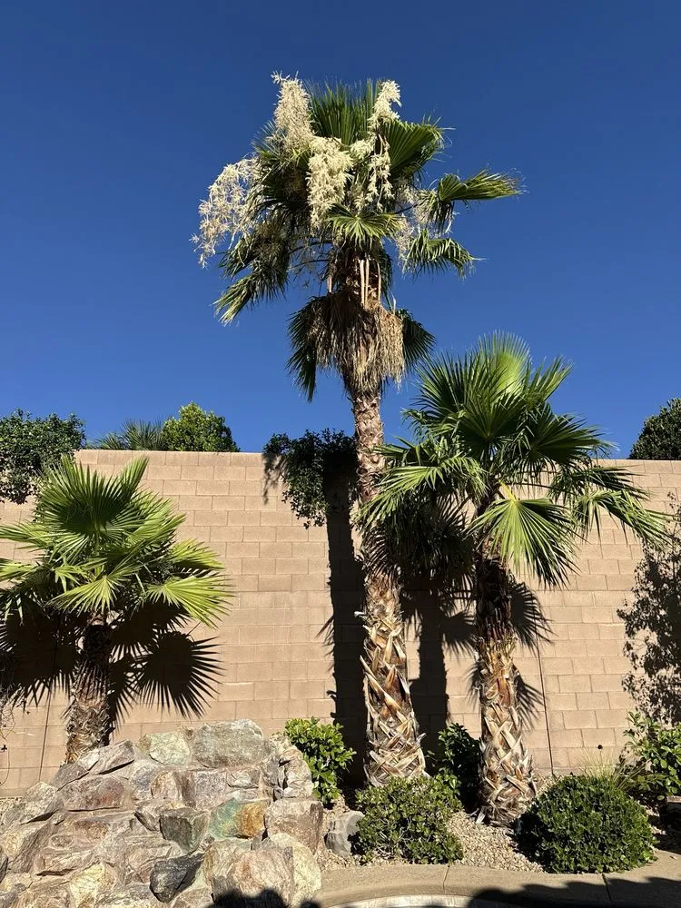 Trusted landscape installation experts serving Las Vegas, NV - Five Star Tree Service