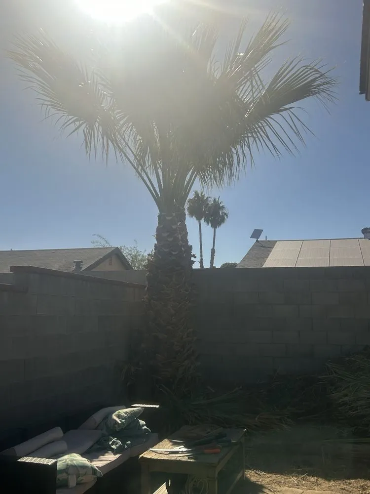 Custom landscaping services in Las Vegas, NV - Five Star Tree Service