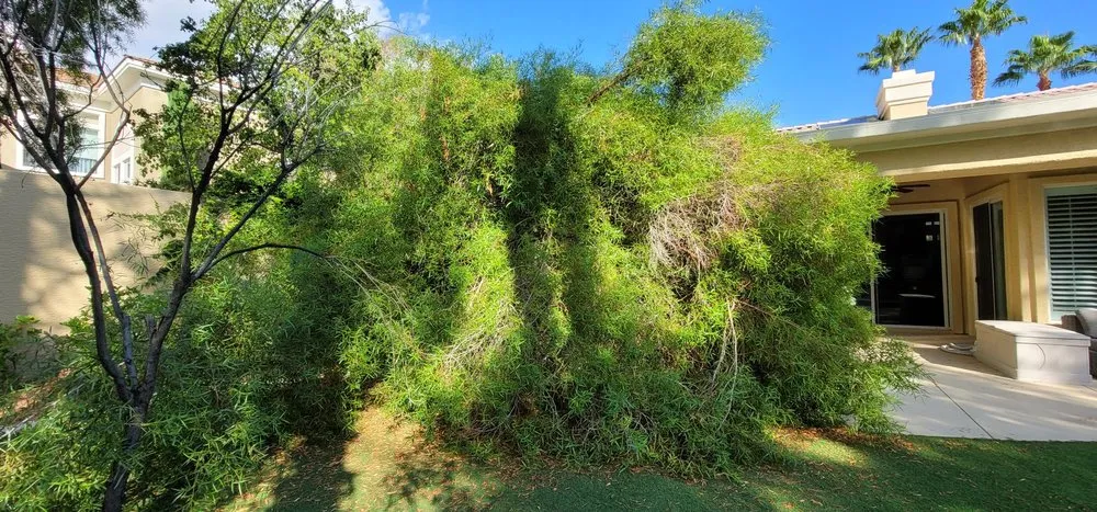 Custom yard maintenance for homes across Las Vegas, NV - Five Star Tree Service