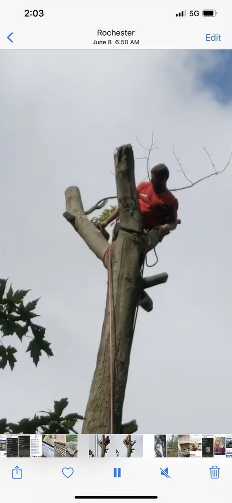 Custom yard maintenance for beautiful yards across Irondequoit, NY - Five Star Tree Services
