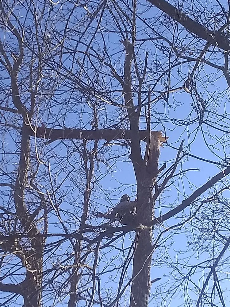 Top-rated garden landscaping experts serving Irondequoit, NY - Five Star Tree Services