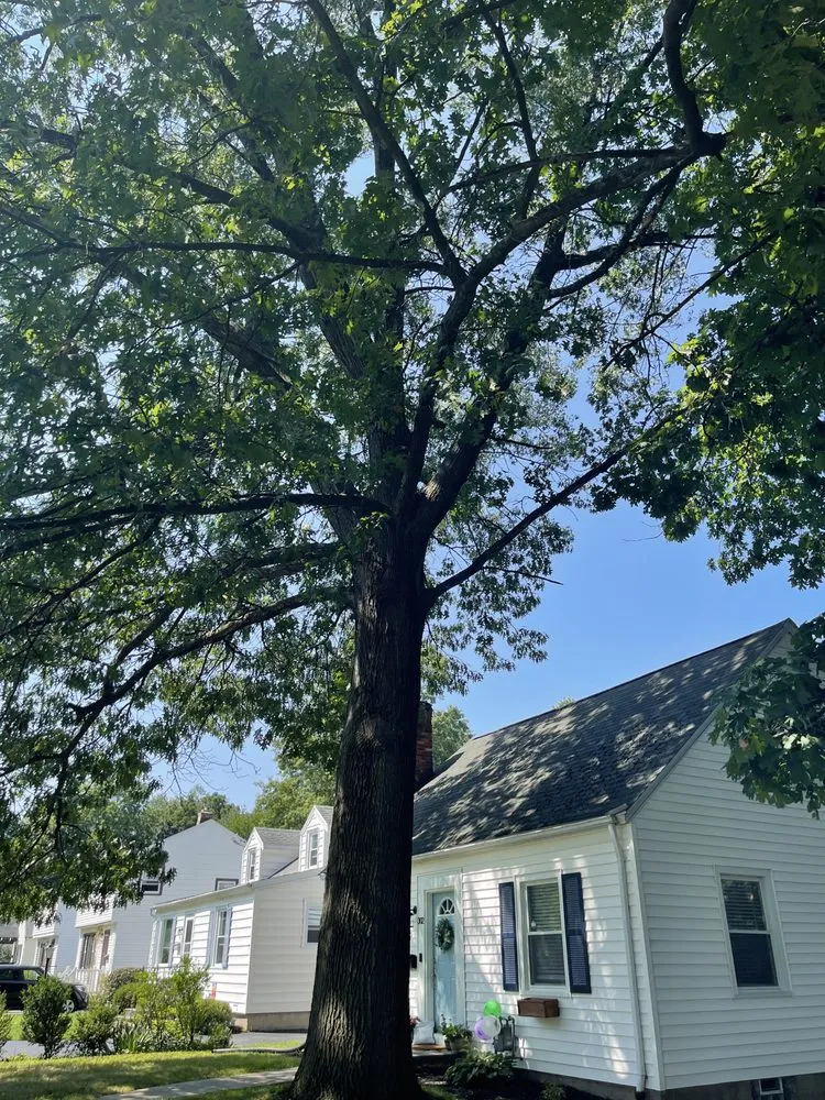 Custom yard maintenance in Irondequoit, NY - Five Star Tree Services