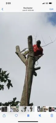 Five Star Tree Services