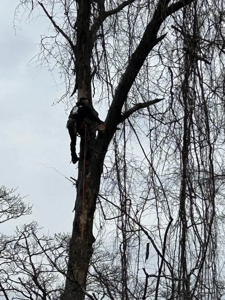 Expert lawn care service in Stafford, VA by Five Star Tree