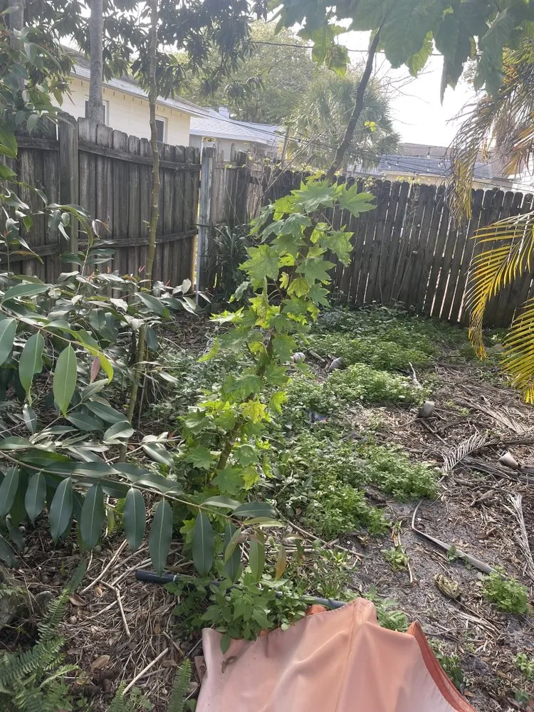 Local outdoor landscaping experts serving St. Petersburg, FL - Fix ‘N’ Clean