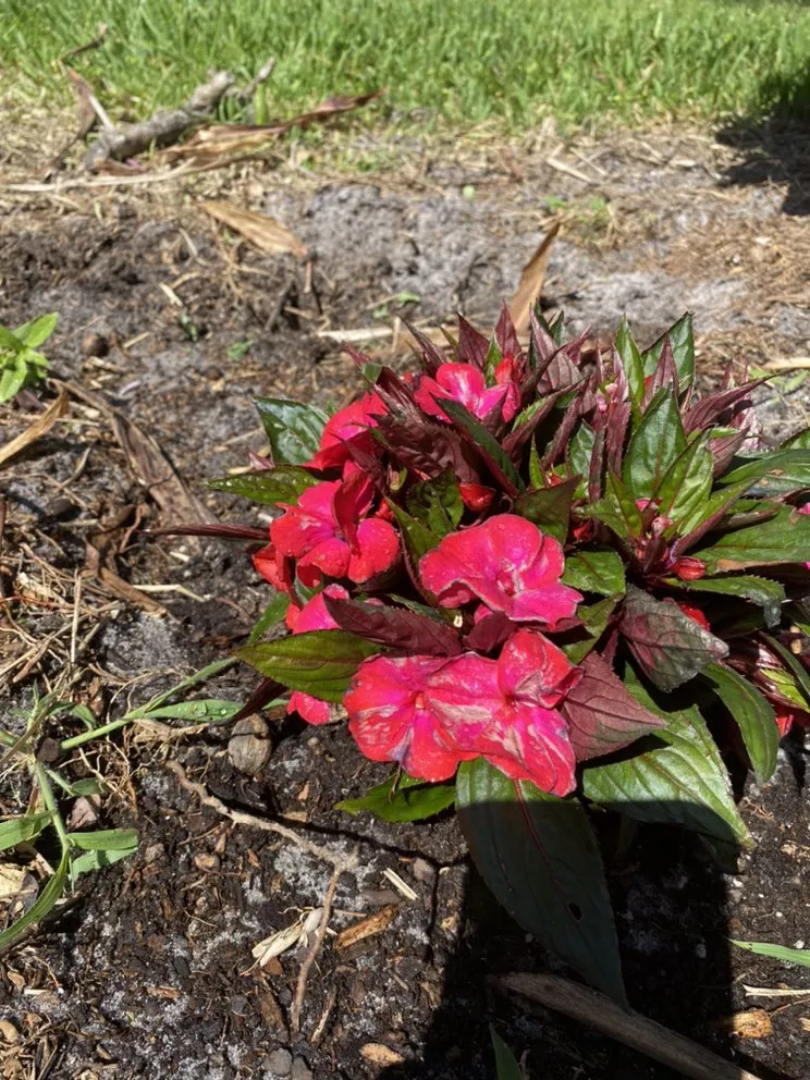 Affordable lawn care service in Merritt Island, FL - Fixed For Image