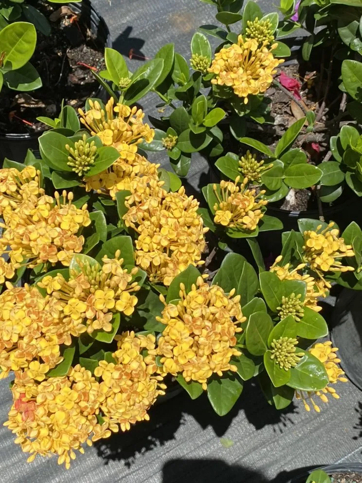 Trusted landscape design experts serving Merritt Island, FL - Fixed For Image