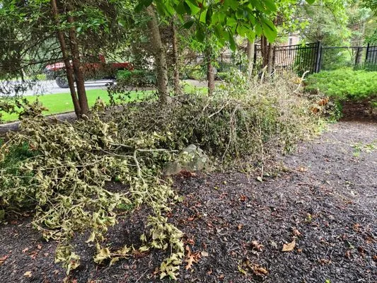 FJ Removal and Landscaping