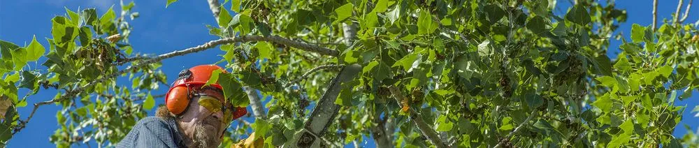 Expert landscape installation in Woodstock, IL by FJ Tree Services