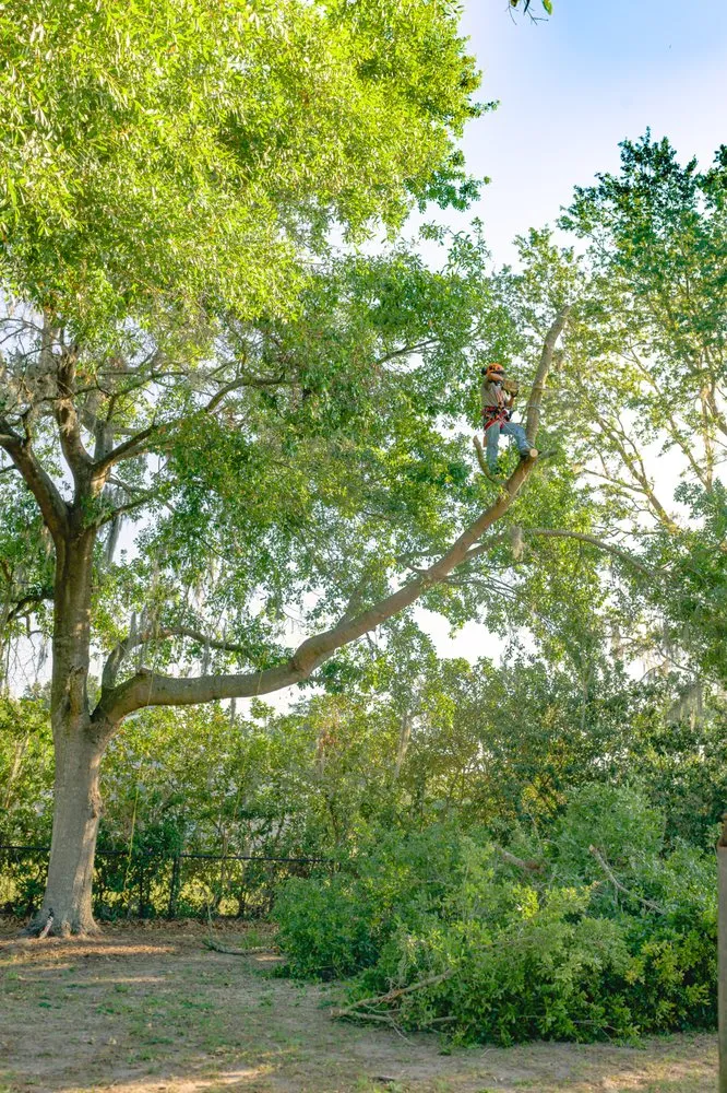 Custom garden landscaping experts serving Plant City, FL - F&K Lawn and Tree Care