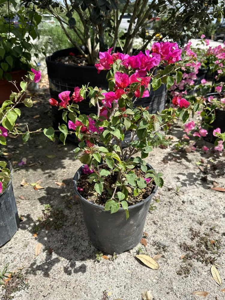 Reliable landscape installation with custom design in Windermere, FL by FL Epic Lawns