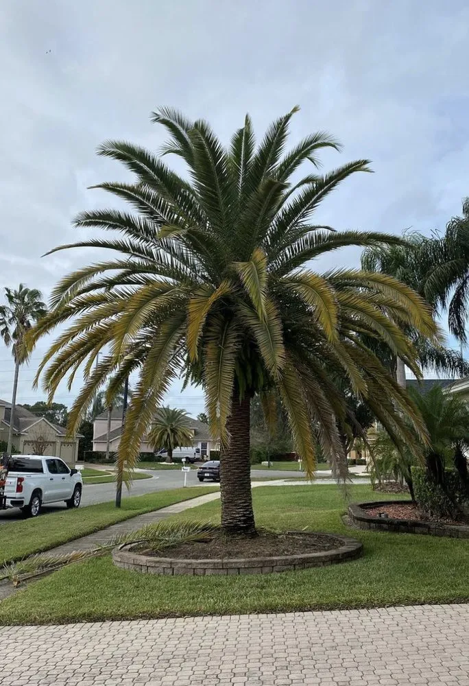 Professional yard cleanup service in Windermere, FL - FL Epic Lawns