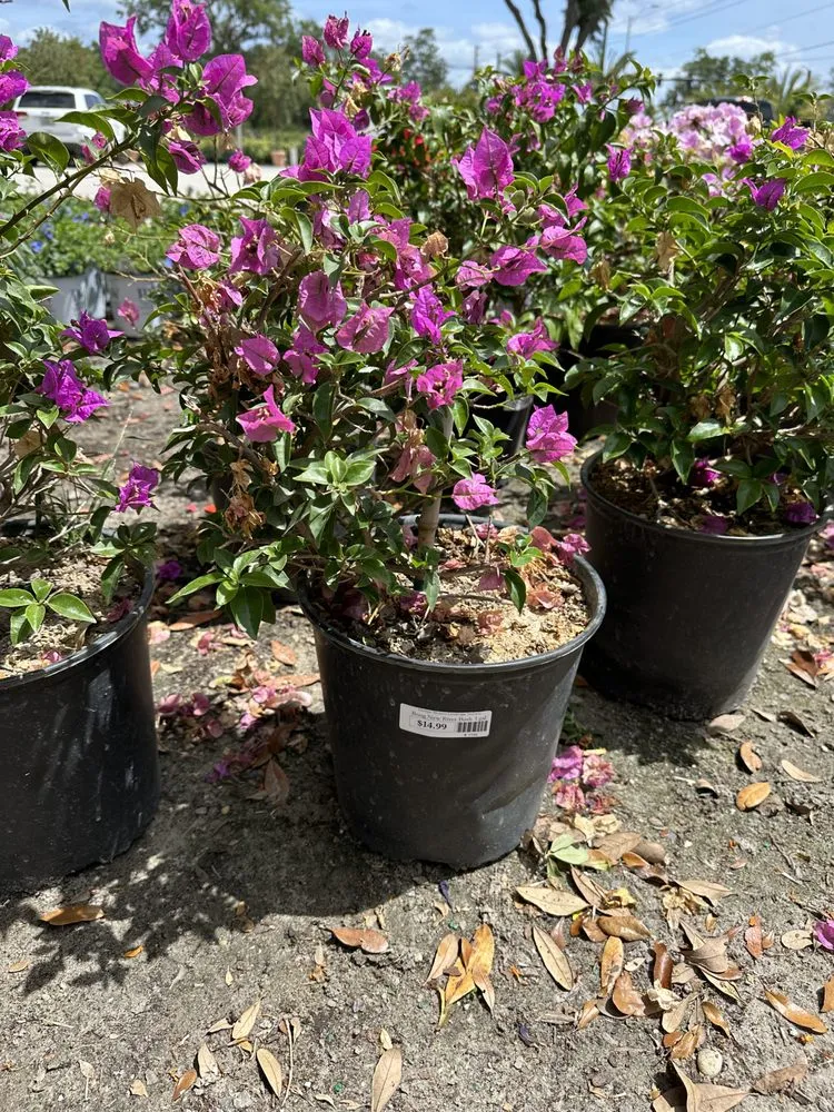 Professional landscape installation for homes across Windermere, FL - FL Epic Lawns