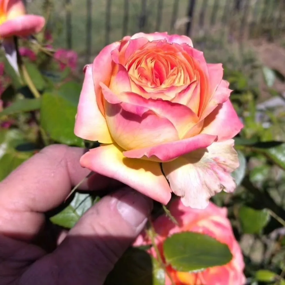 Local landscaping services for homes across Vacaville, CA - FL pool lawn care