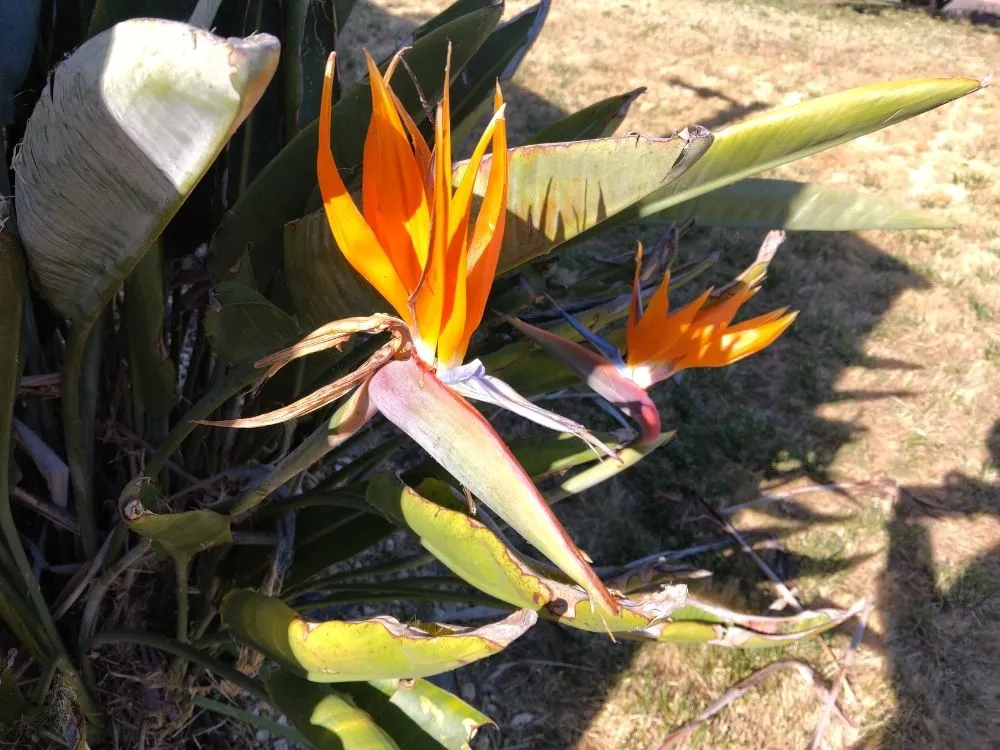 Reliable lawn mowing service experts serving Vacaville, CA - FL pool lawn care