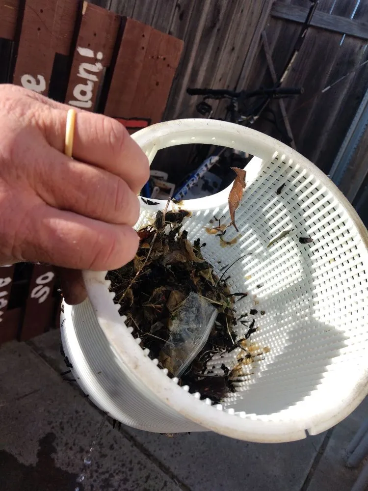 Affordable yard maintenance in Vacaville, CA - FL pool lawn care