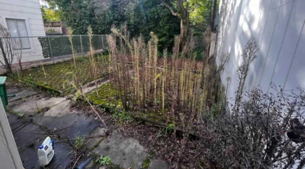 Expert yard maintenance for year-round maintenance across Jacksonville, FL - Fla lawn pros