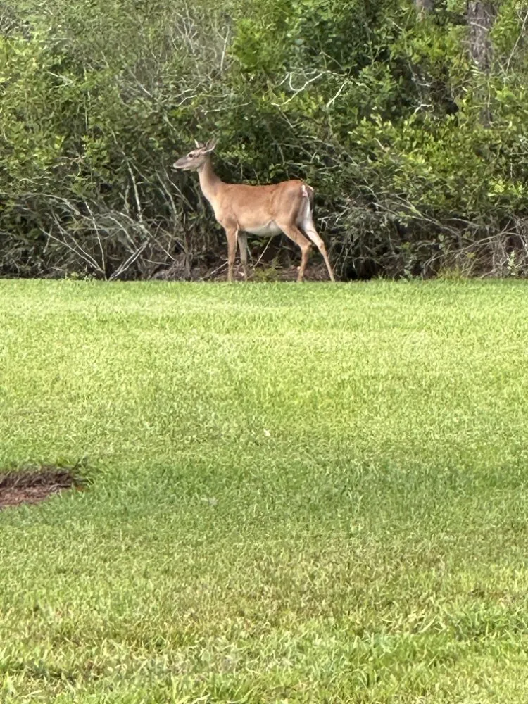 Expert outdoor landscaping in Jacksonville, FL - Fla Oranges and Palms Landscaping