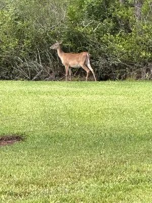 Fla Oranges and Palms Landscaping Logo