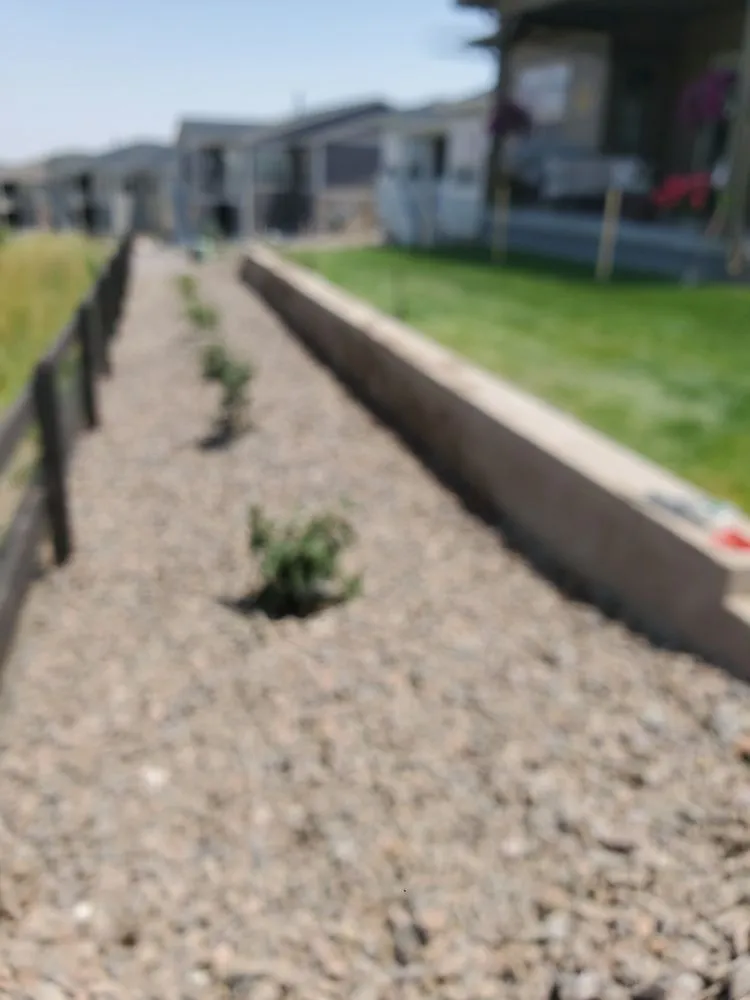 Affordable lawn mowing service in Aurora, CO by Flaco Landscapes