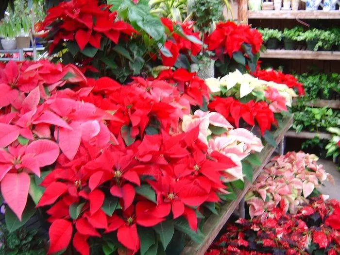 Professional yard maintenance for residential properties across Moorestown, NJ - Flagg's Garden Center & Landscaping