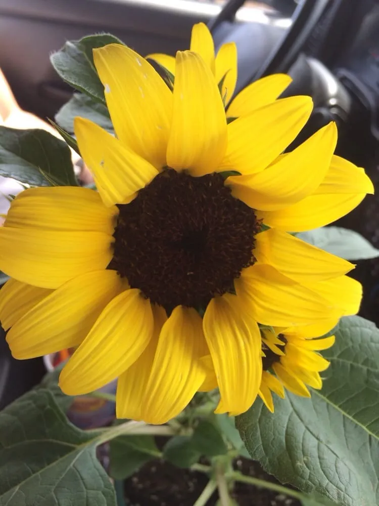 Professional lawn mowing service experts serving Moorestown, NJ - Flagg's Garden Center & Landscaping