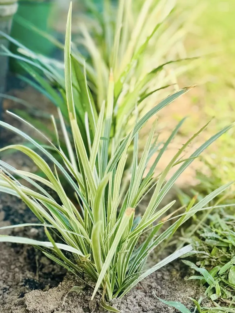 Expert lawn mowing service with custom design in Belleview, FL by Flahertys Green Team