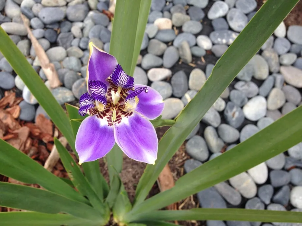 Reliable landscape installation in Orlando, FL - Flama Lawn Services