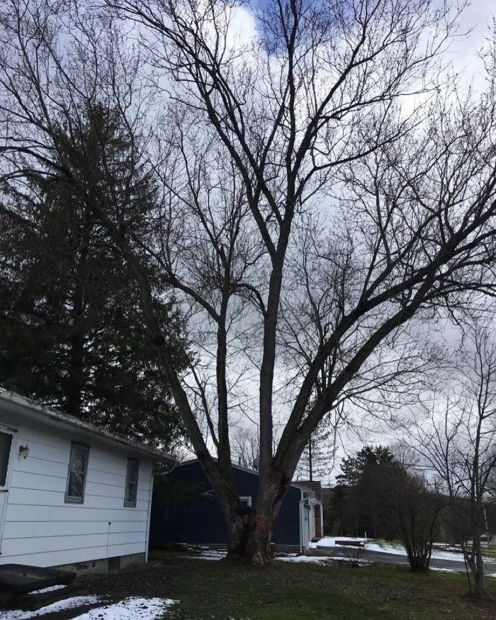 Professional garden landscaping for residential properties in Holland, NY by Flannel Man Landscaping and Tree Service