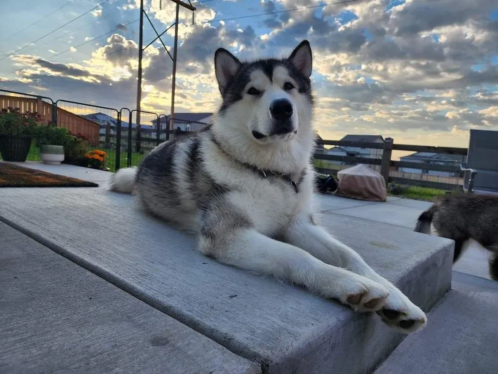 Top-rated landscape design experts serving Longmont, CO - Flatirons Outdoor Living