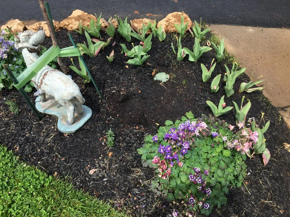 Top-rated yard maintenance in Culpeper, VA - Flatline Design & Landscape