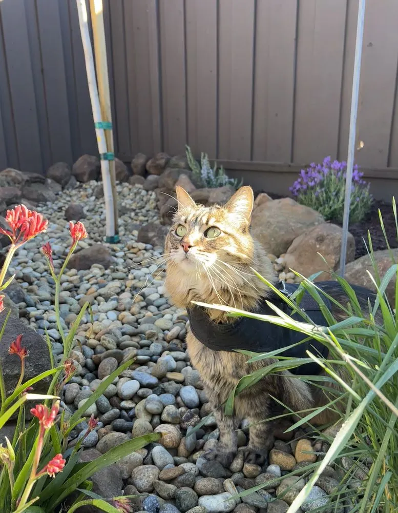 Top-rated yard maintenance for homes in San Jose, CA by Flatstone Landscaping