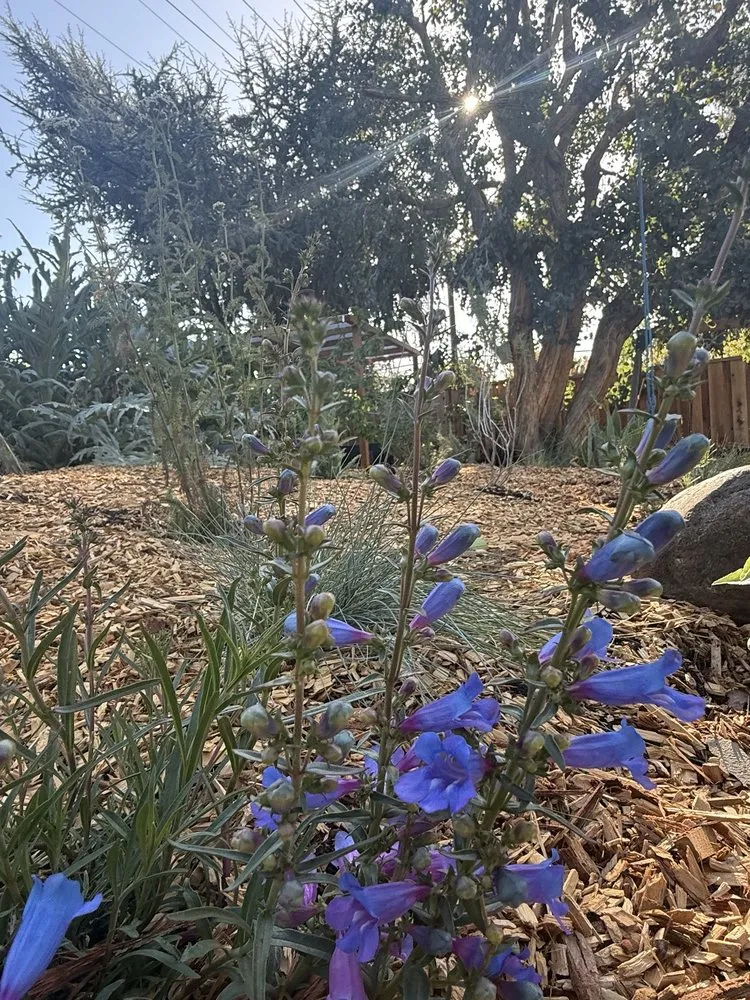 Custom garden landscaping near you in San Jose, CA by Flatstone Landscaping