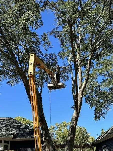 Reliable lawn care service in Piedmont, SC - Flavell's Land Management