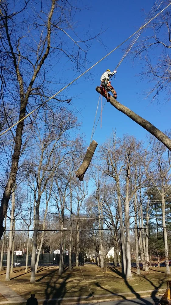 Expert lawn care service in Annandale, VA by Flavio Domeneck Landscaping Inc.