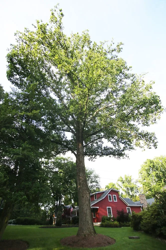 Top-rated landscape installation in Annandale, VA - Flavio Domeneck Landscaping Inc.