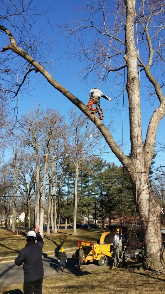 Reliable yard maintenance in Annandale, VA - Flavio Domeneck Landscaping Inc.