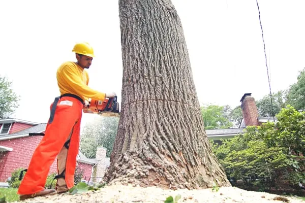 Local landscaping services experts serving Annandale, VA - Flavio Domeneck Landscaping Inc.