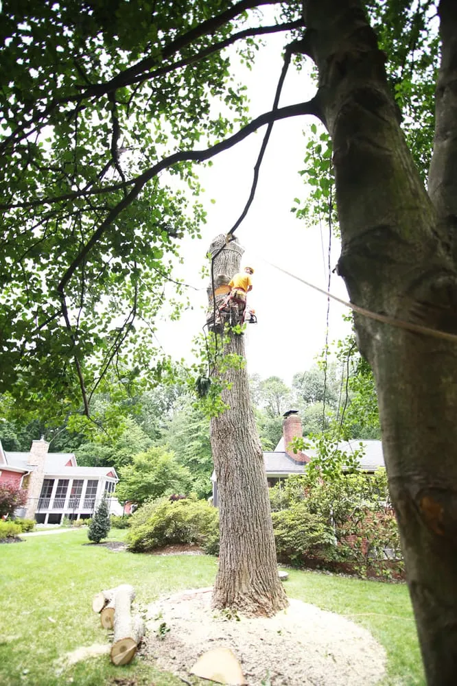 Custom lawn care service for beautiful yards in Annandale, VA by Flavio Domeneck Landscaping Inc.
